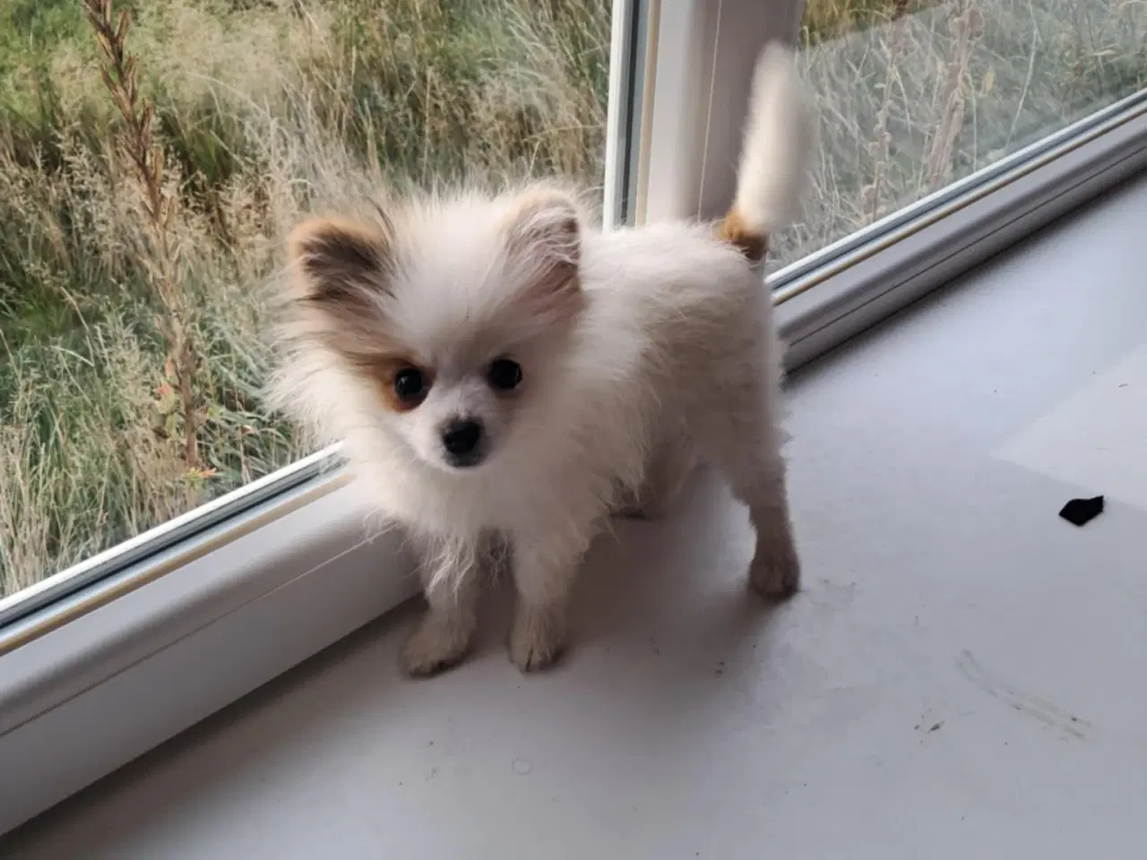 Billede 7 - Pommeranian hvalp 1 dreng til bage m stambog