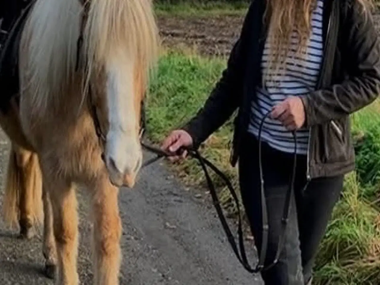 Billede 1 - Tøltende Skovturs- / Konehest
