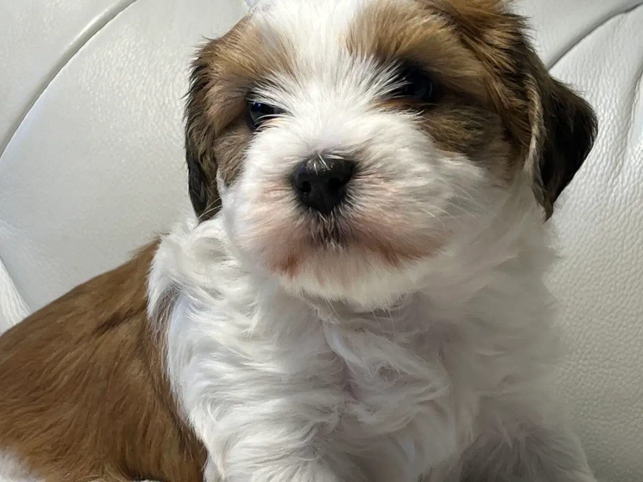 Billede 9 - 💙Skal Ditlev være din 💙