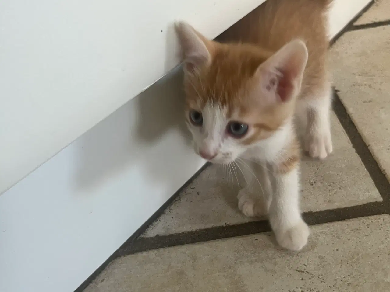 Billede 1 - 14 uger gammel rød hankatteklilling