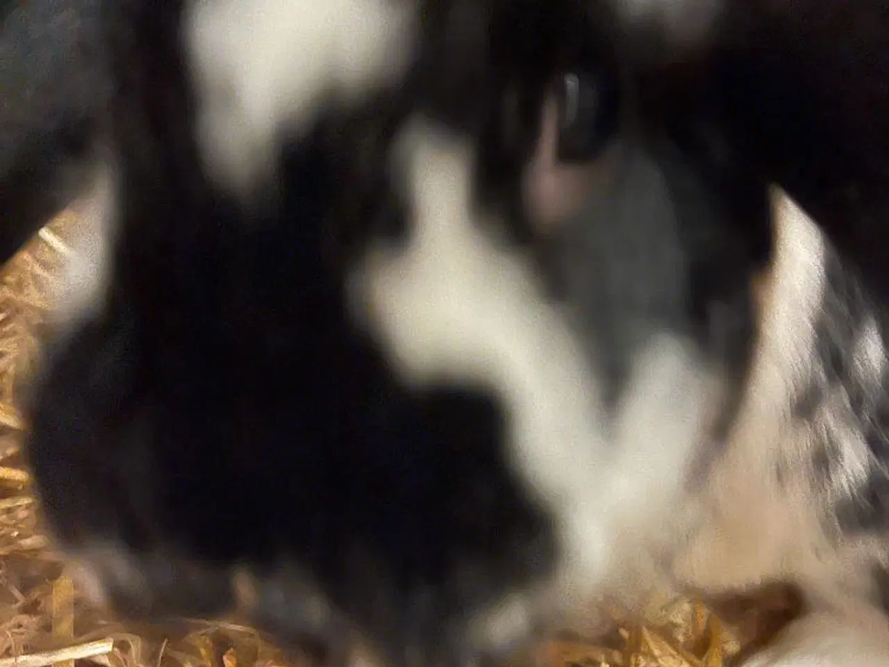 Billede 1 - Kaninunger søger nyt hjem