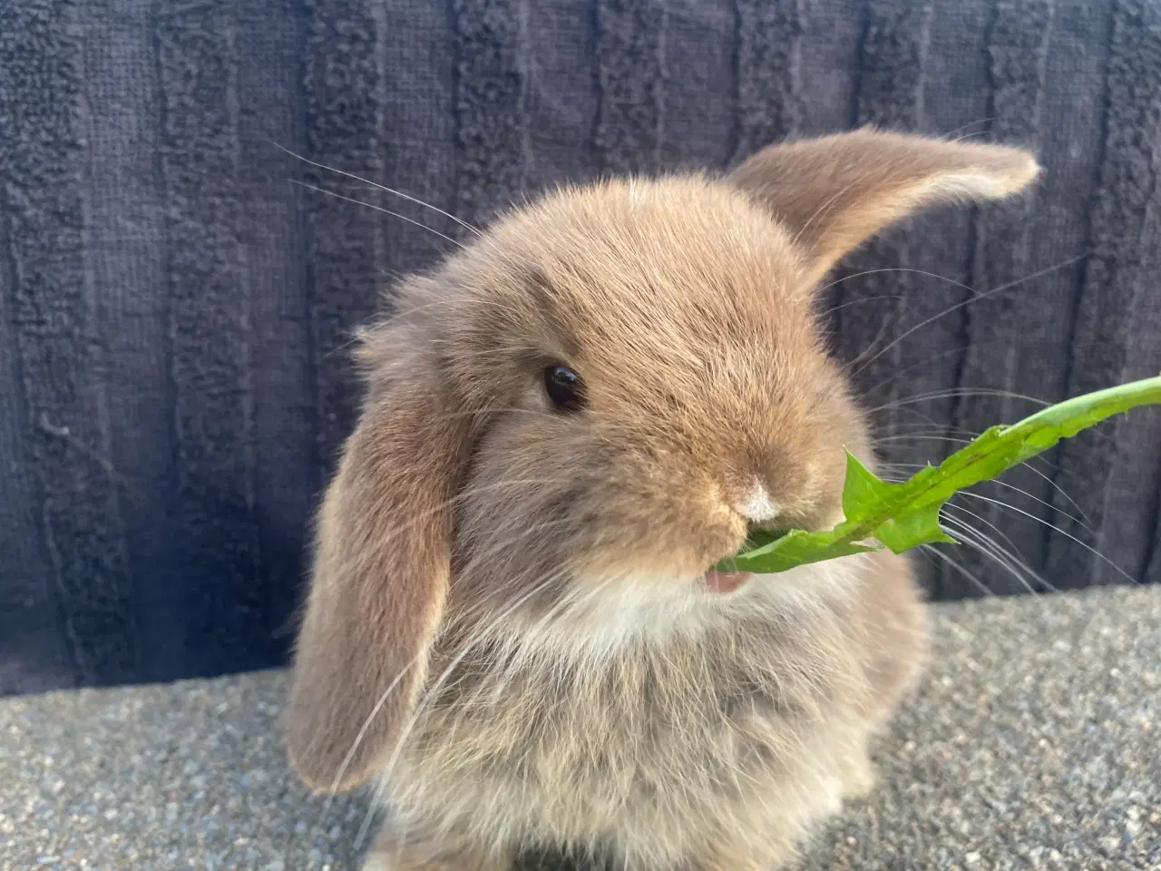 Billede 1 - Mini lop kanin unge , Pige