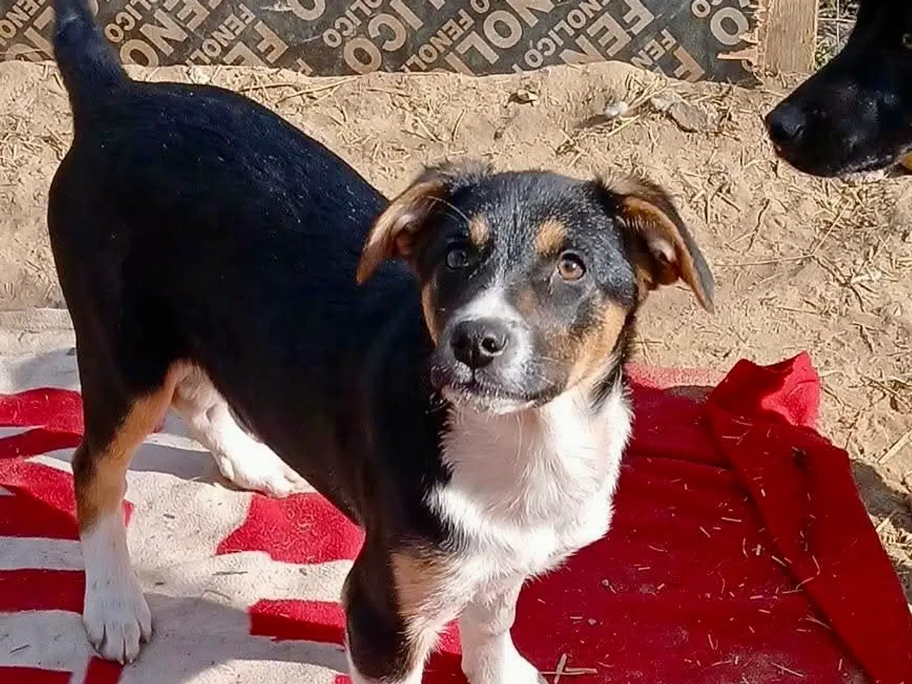 Billede 7 - Smukke Ally leder efter sin egen familie💝