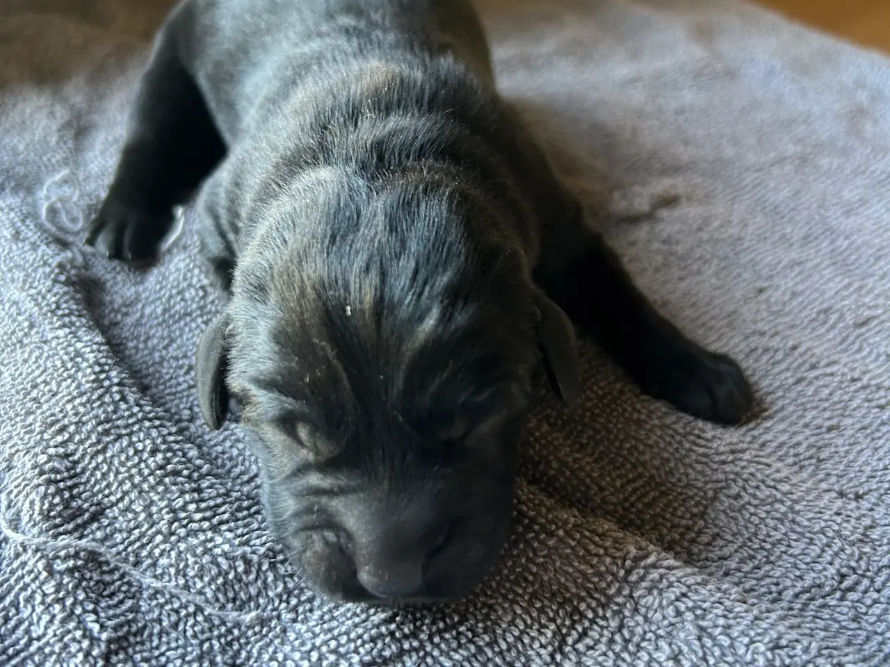 Billede 3 - Labrador hvalpe sælges