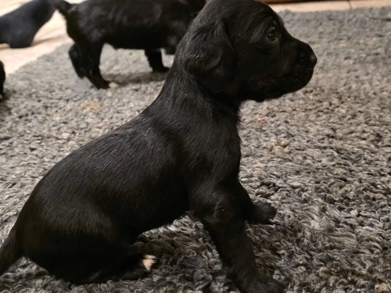 Billede 4 - FT Cocker Hvalpe.