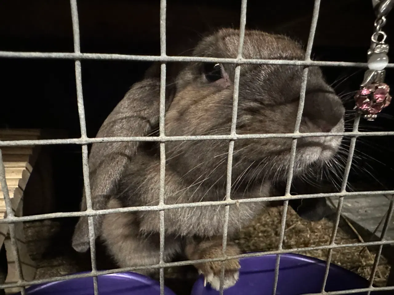 Billede 8 - Kælen og tam hun kanin