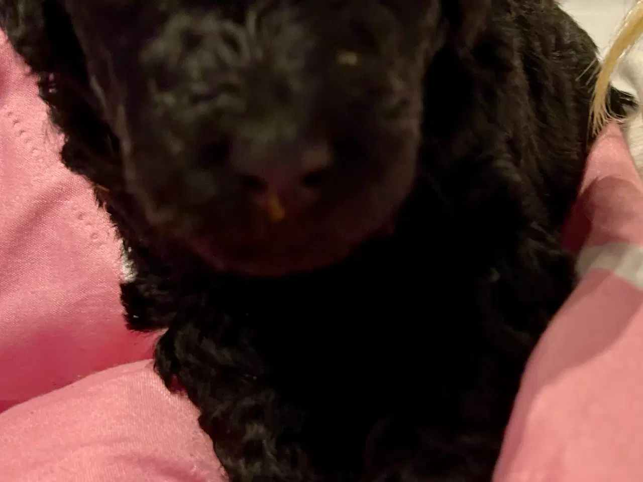 Billede 2 - Skønne stor pudel 🐩 sorte🤩😍