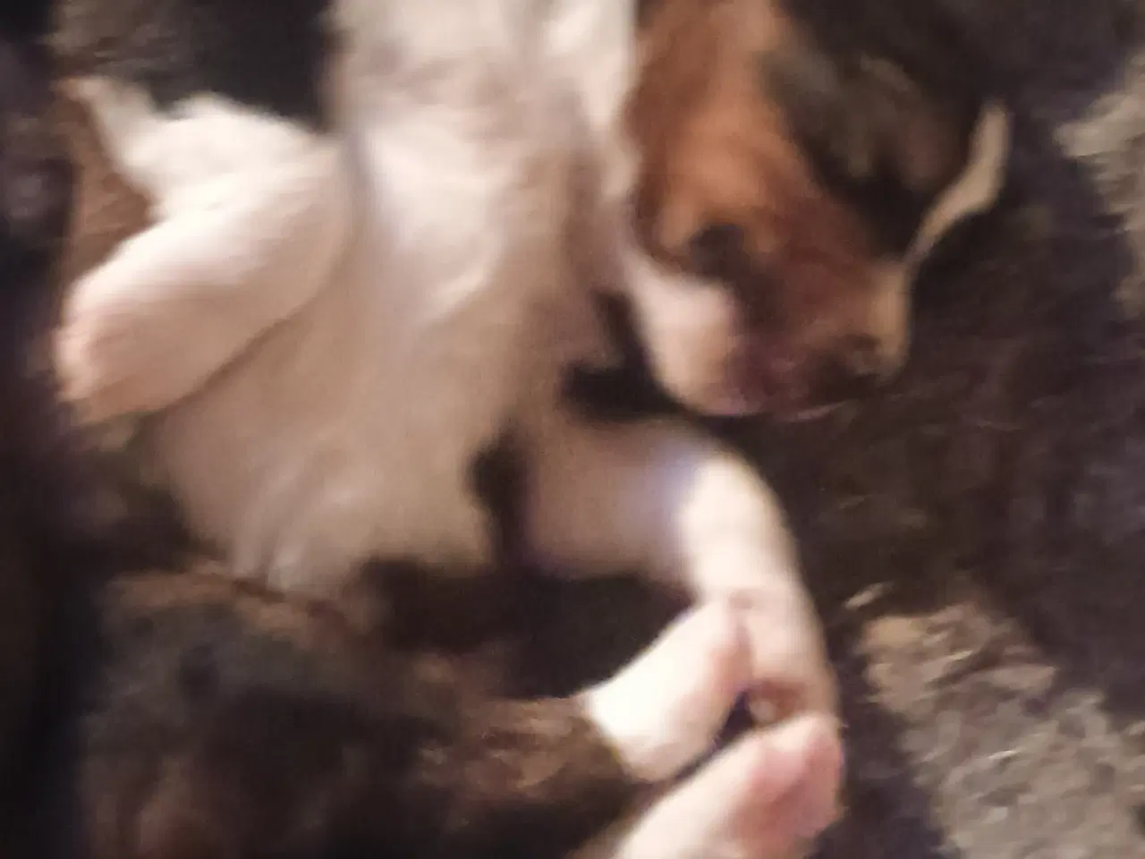 Billede 11 - Cocker Spaniel 