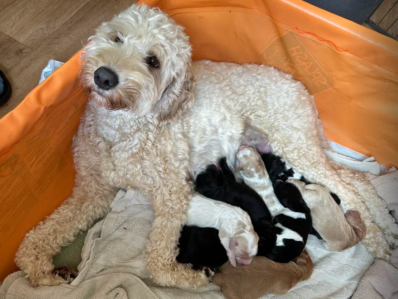 Billede 5 - Labradoodlehvalpe til sommer