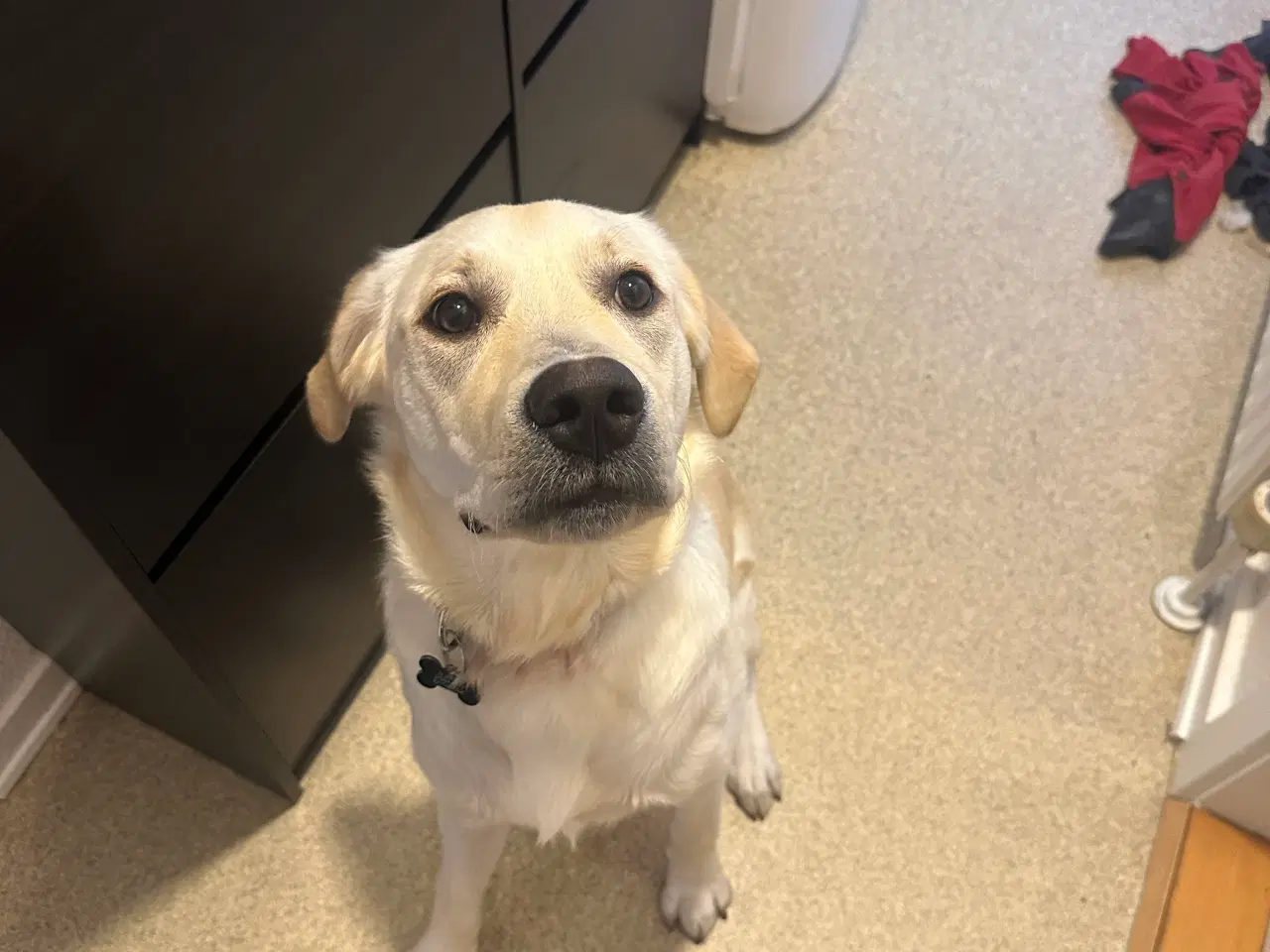 Billede 5 - Golden Retriever/ labrador Retriever 