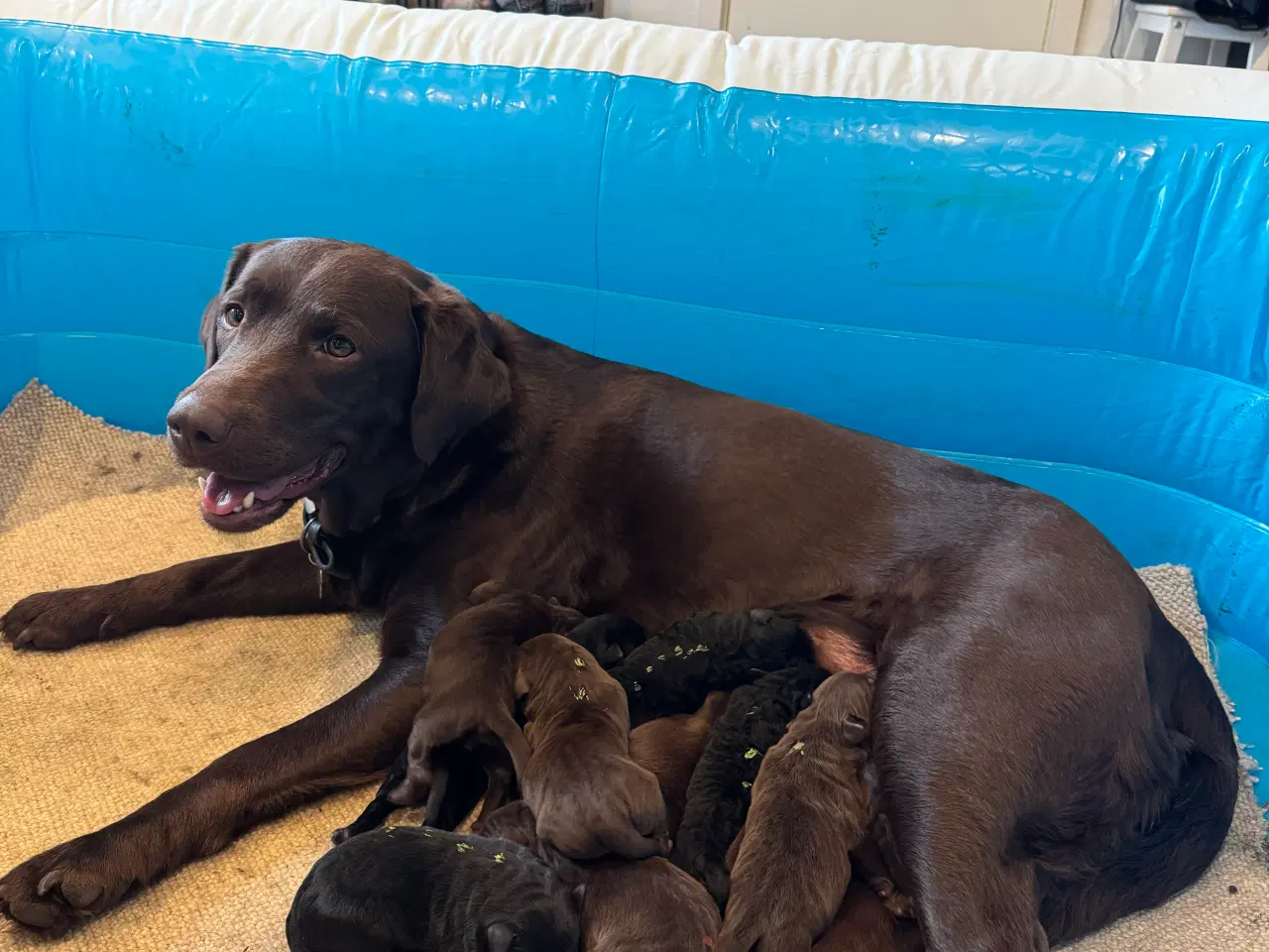 Billede 1 - Labrador hundehvalpe 