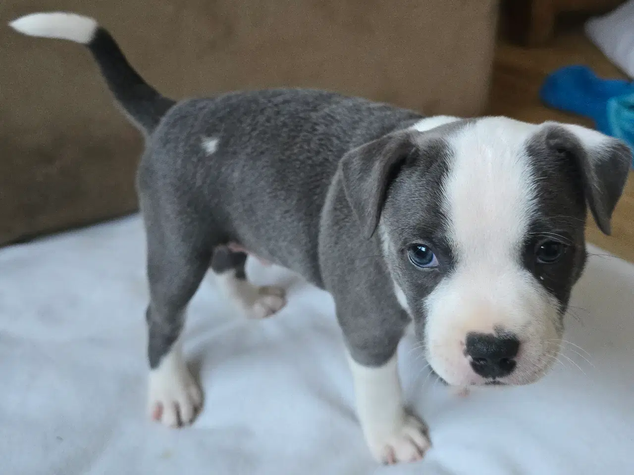 Billede 2 - Staffordshire Bullterrier Terrier