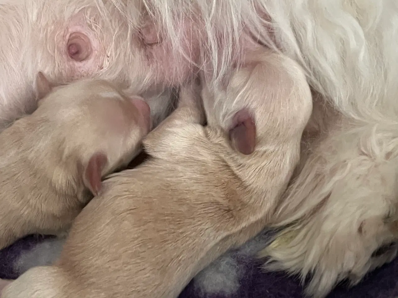 Billede 2 - Bichon Havanaiser 