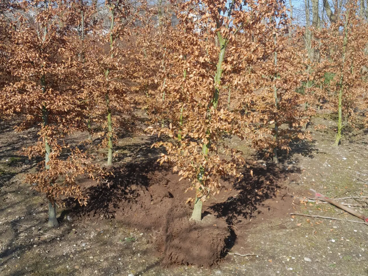 Billede 1 - TRÆER - RØDBØG ALLETRÆER