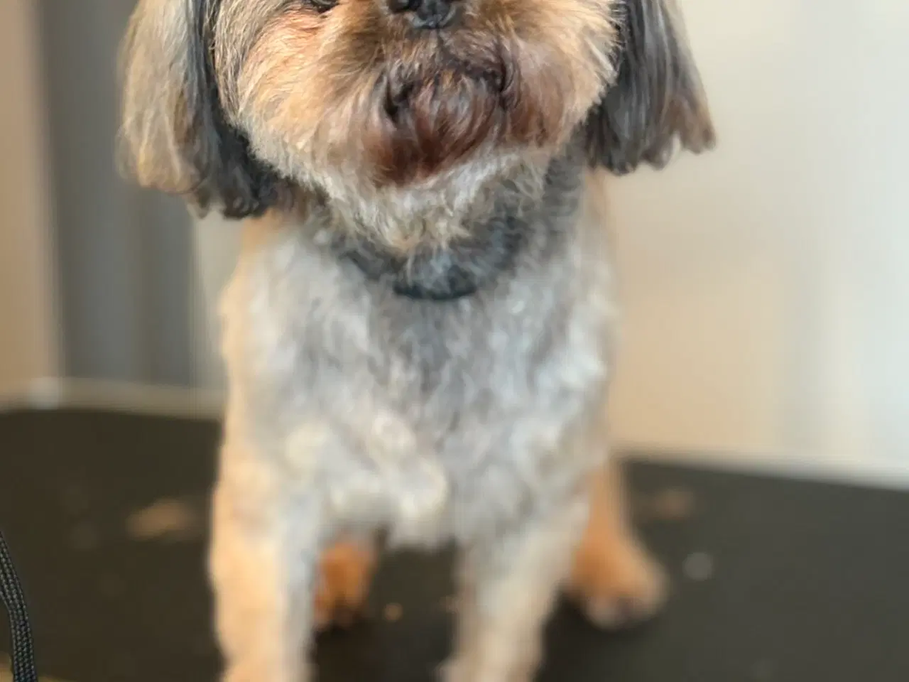 Billede 3 - Hundeklippning