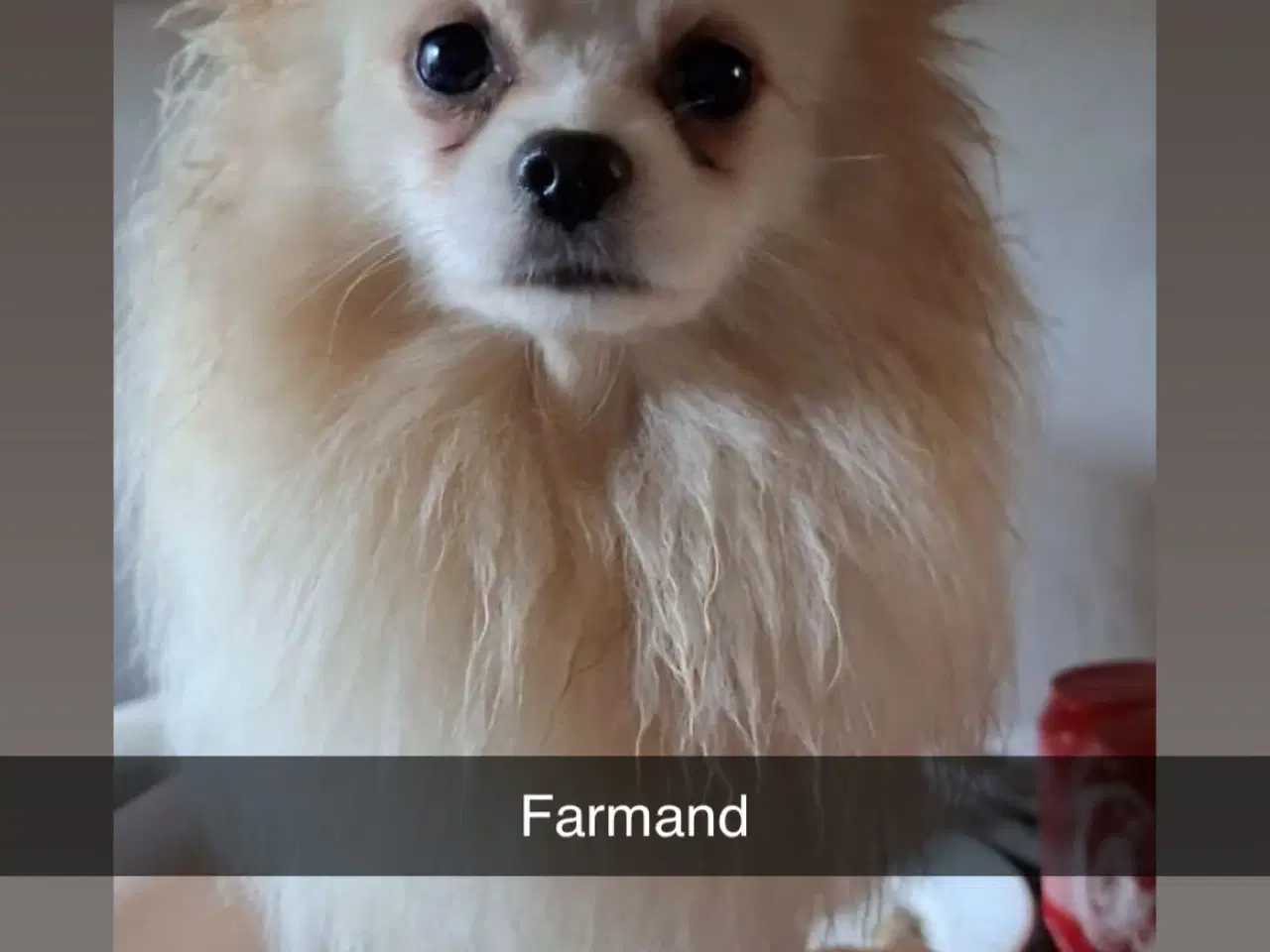 Billede 2 - Pomchi hvalpe 