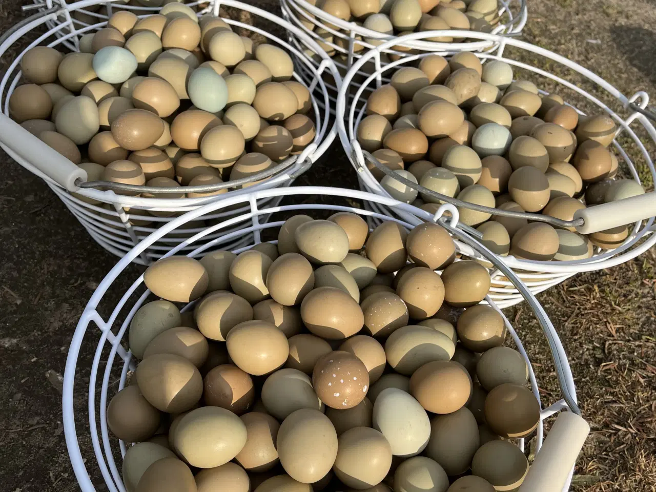 Billede 1 - Fasan kyllinger