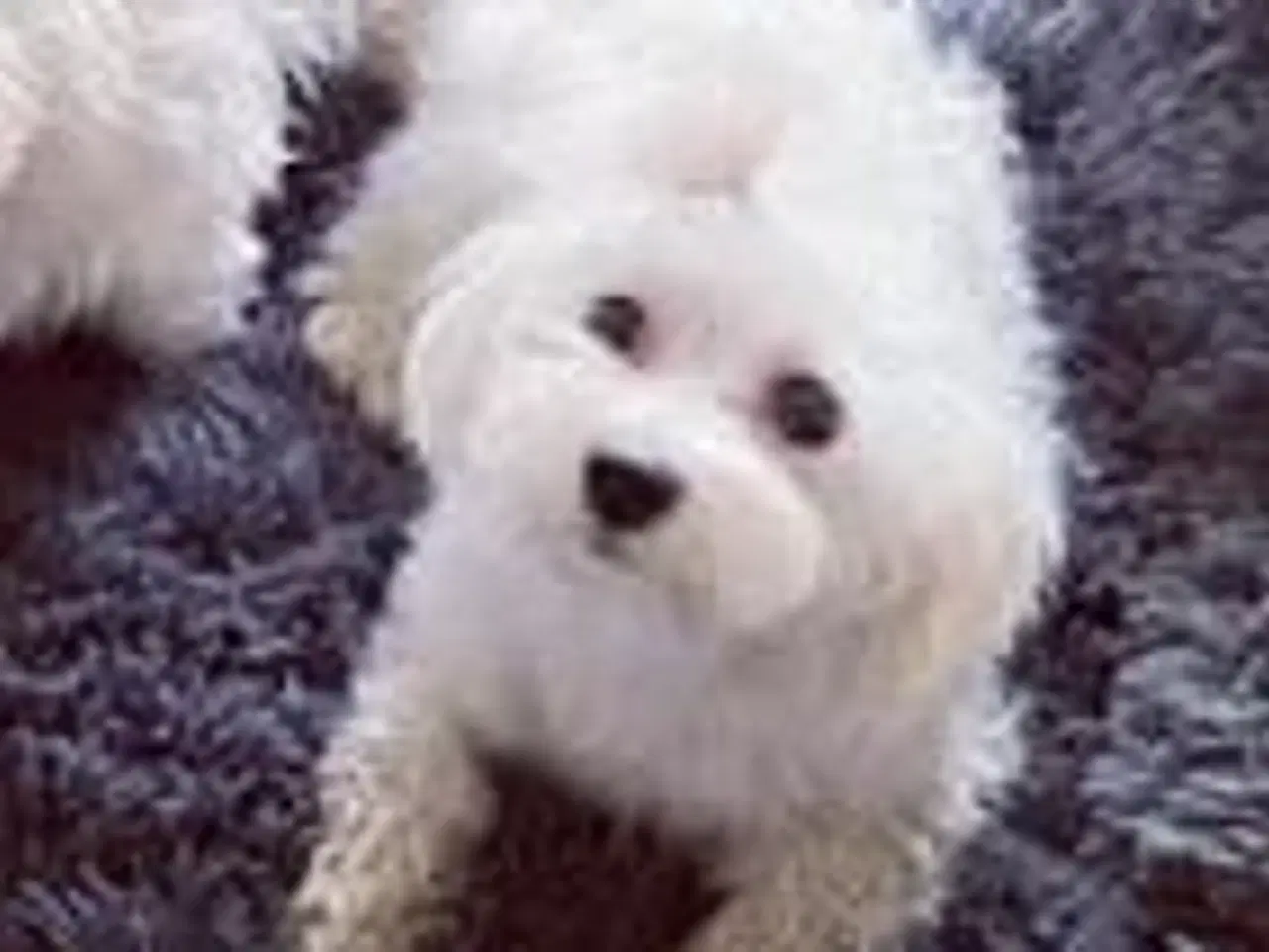 Billede 11 - Malteser 8 uger