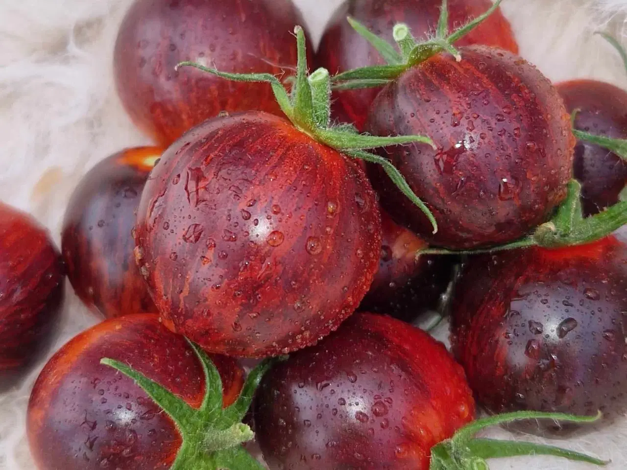 Billede 15 - Tomatfrø - 300 sorter!!!