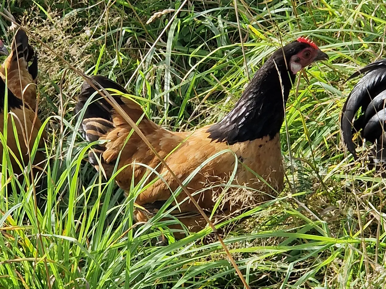 Billede 2 - Dværg Worverk