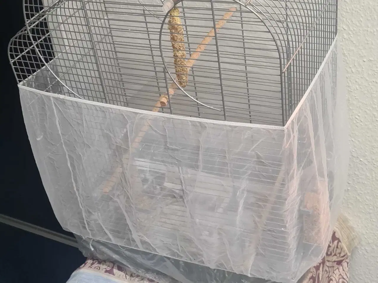 Billede 1 - guldfinke 