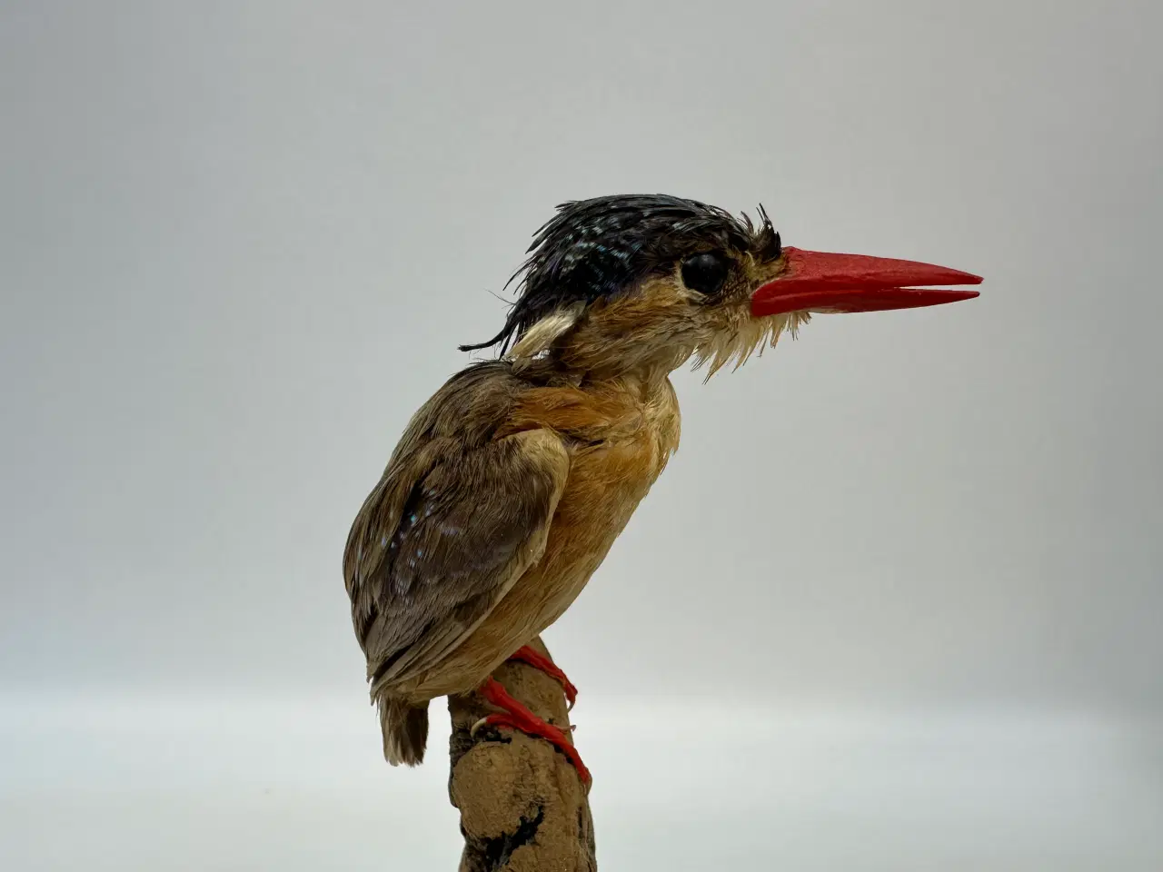 Billede 2 - Udstoppet Malakit / isfugl