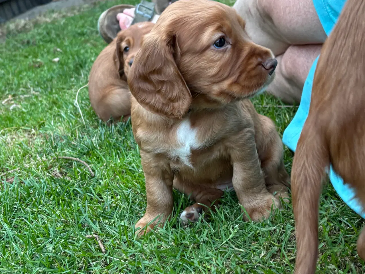 Billede 2 - FT cocker spaniel hvalpe