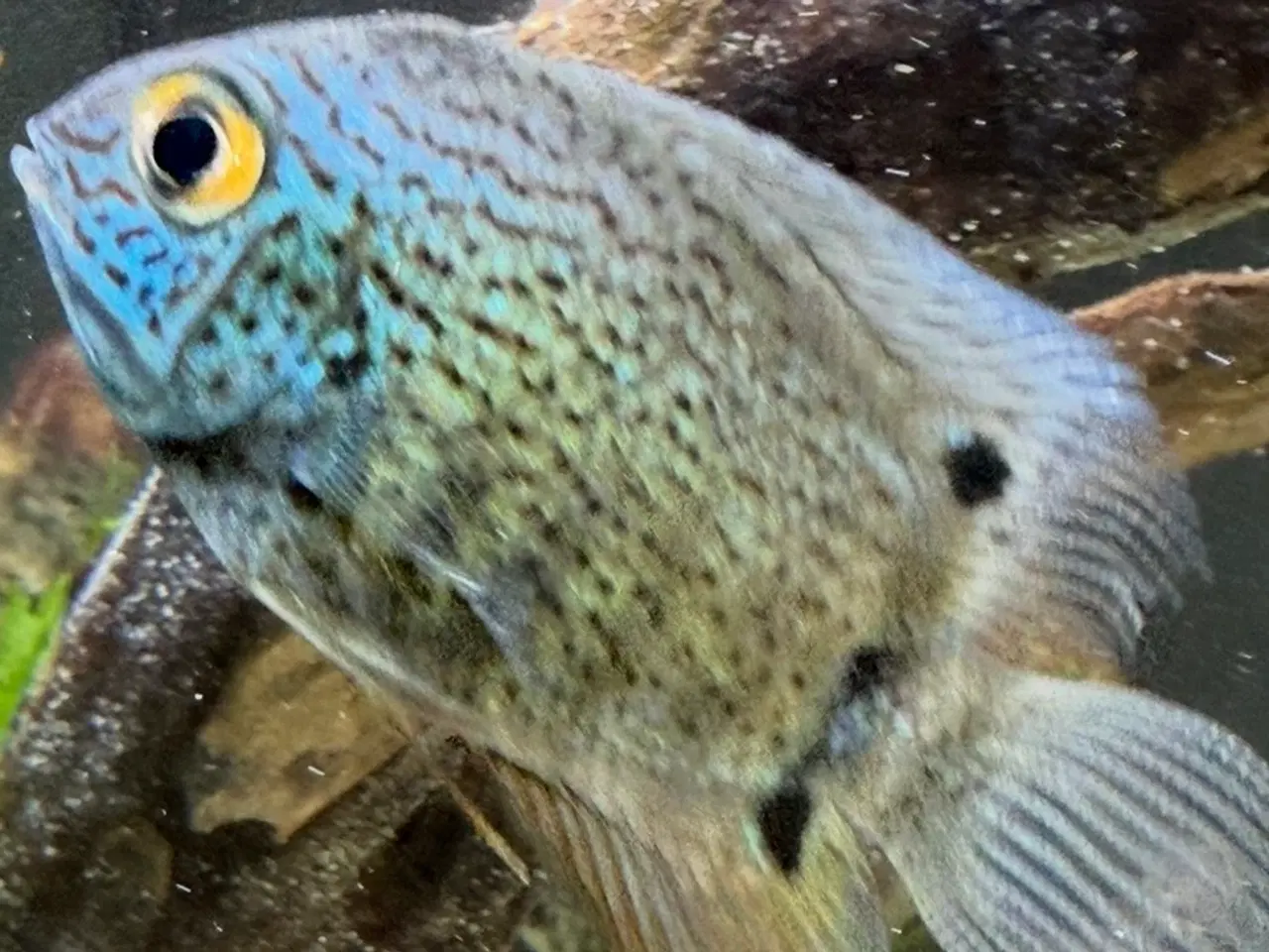 Billede 1 - Cichlider  grenn severum (Heros severus)