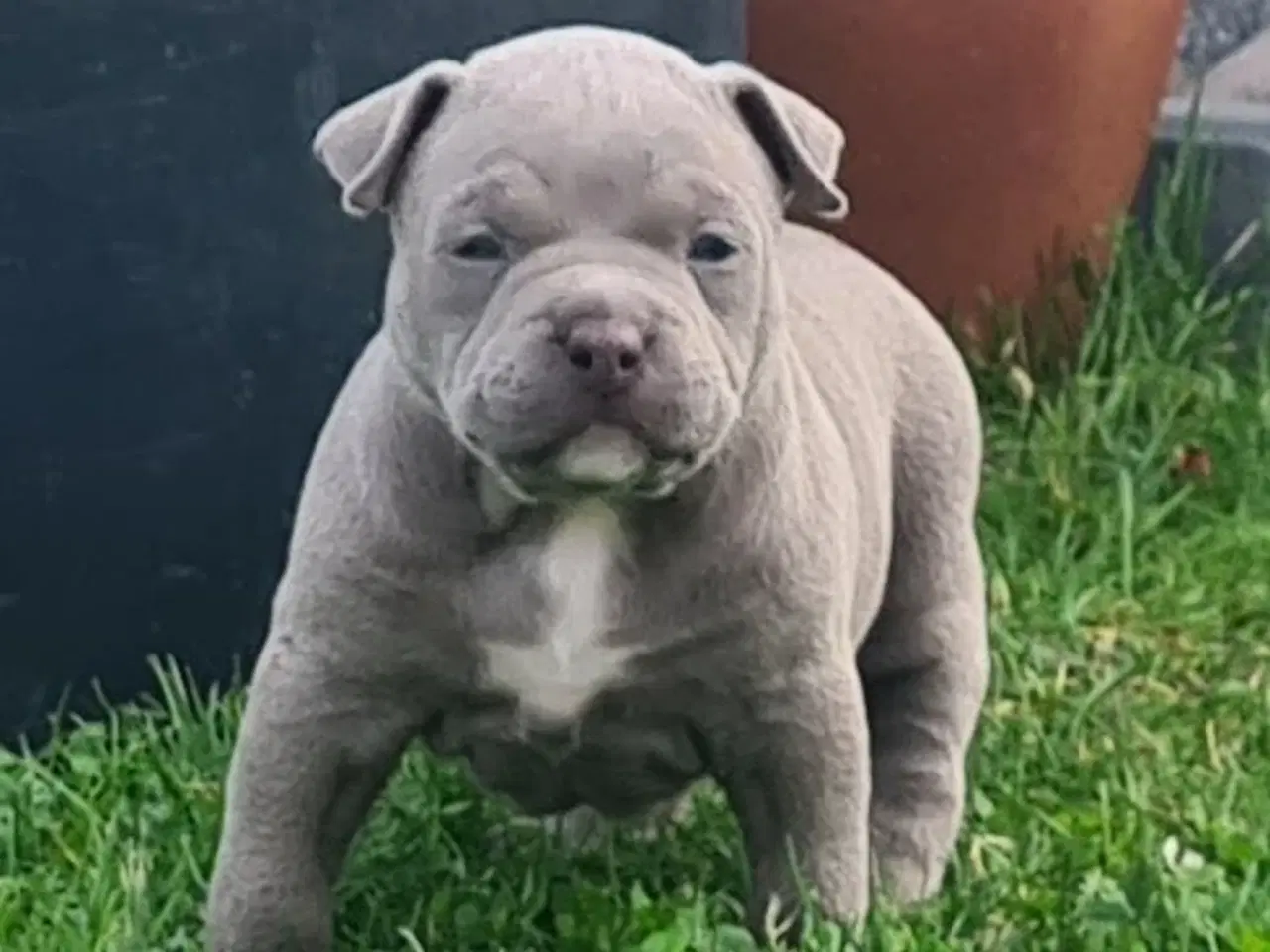 Billede 1 - American Bully Pocket Hvalpe 