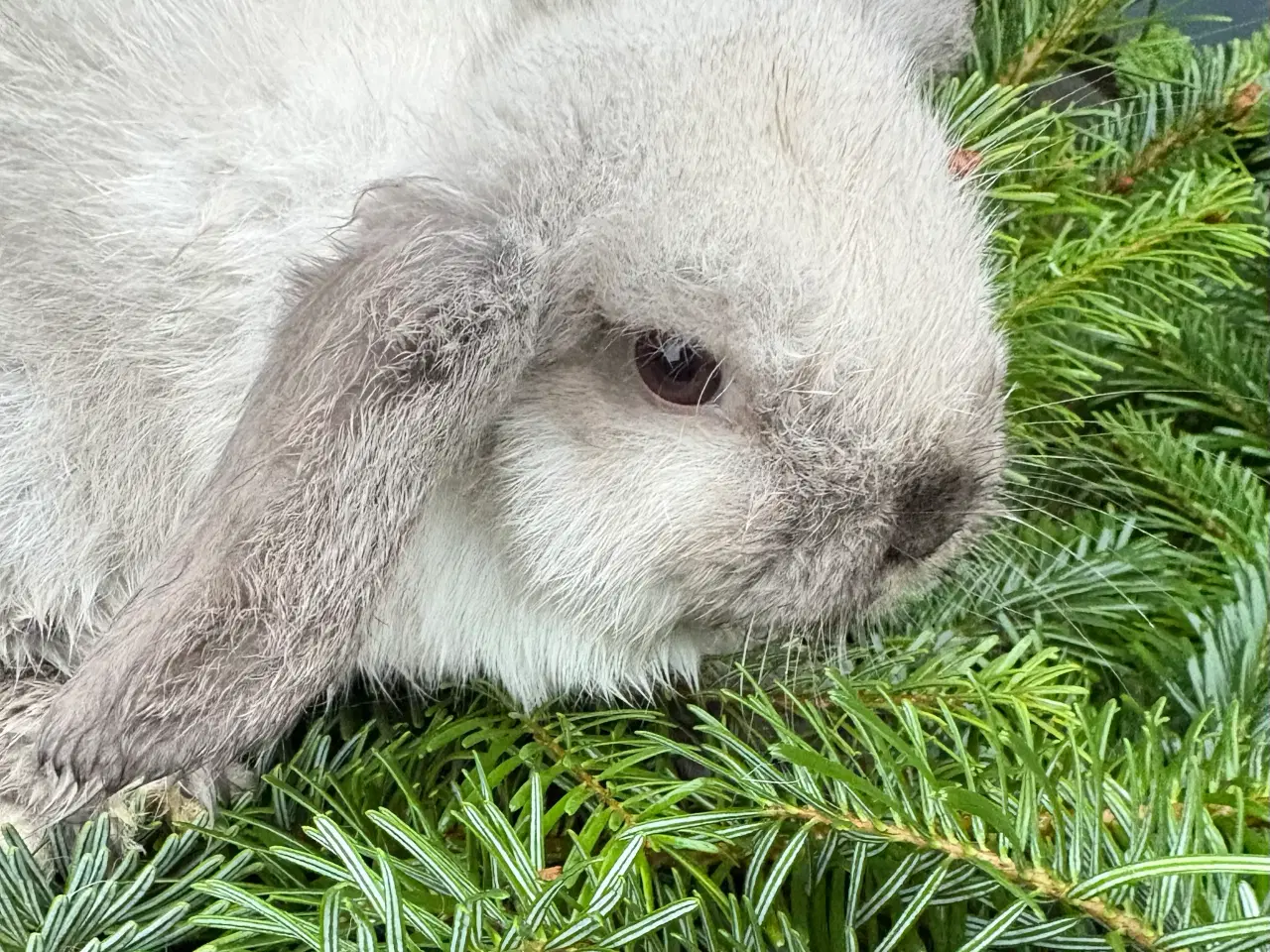 Billede 4 - Minilops pige