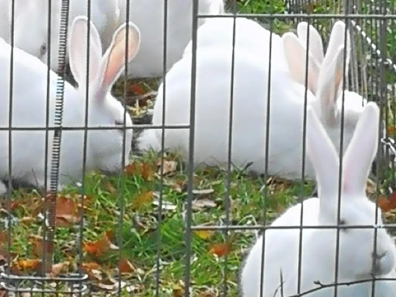 Billede 10 - Hvid Land kanin unger.