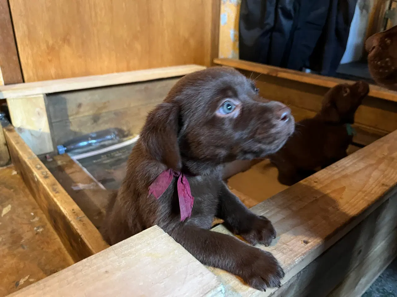 Billede 3 - Brune Labrador tævehvalpe