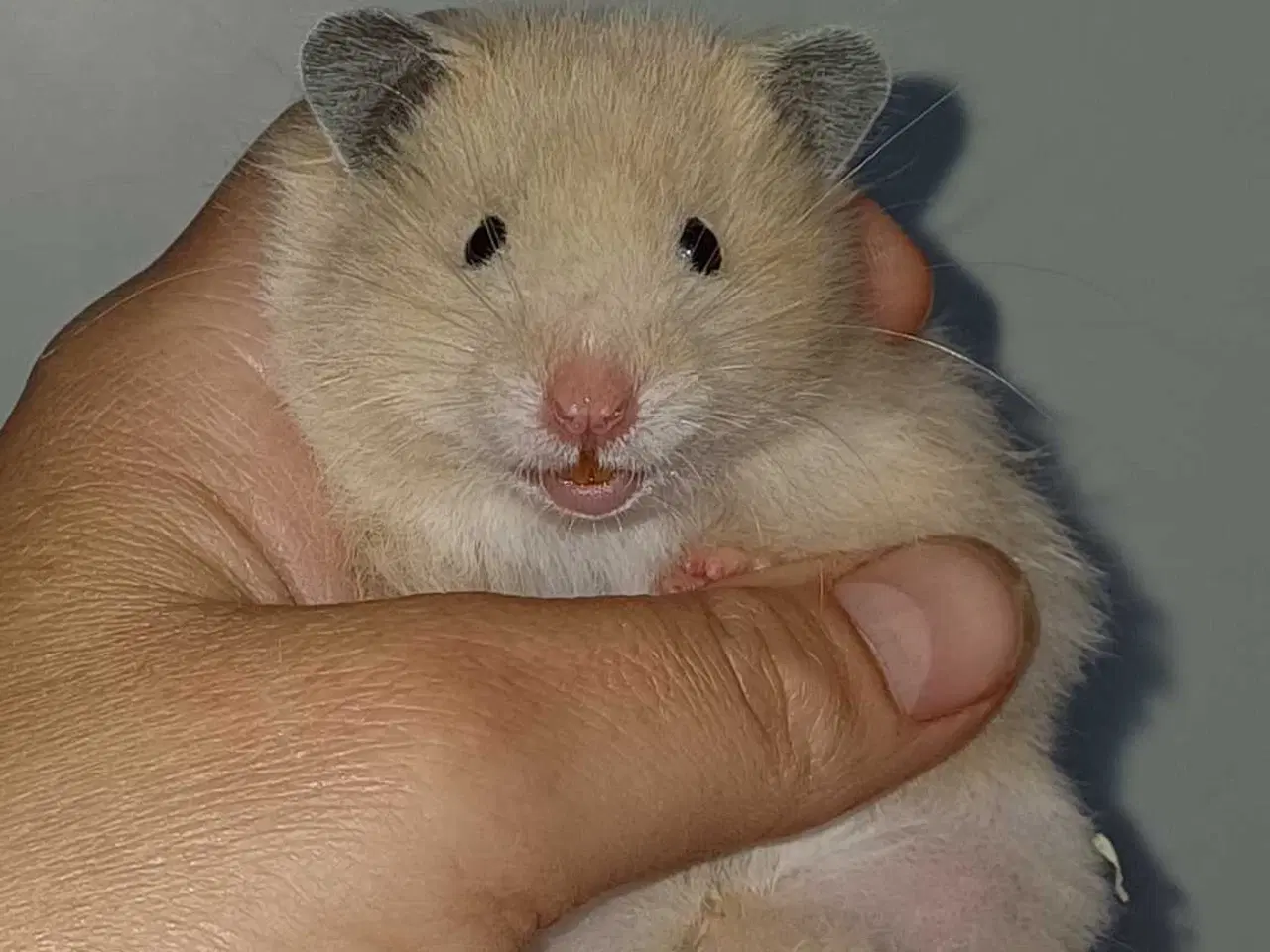 Billede 9 - Guldhamster unger 