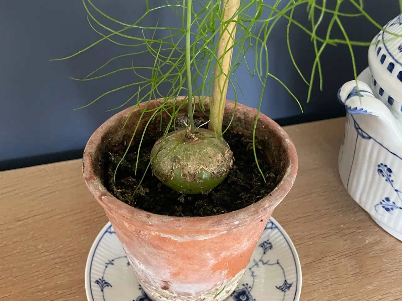 Billede 2 - Boweia volublis, hvidkål med aspagus