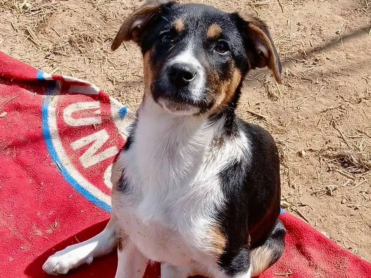 Billede 3 - Smukke Ally leder efter sin egen familie💝