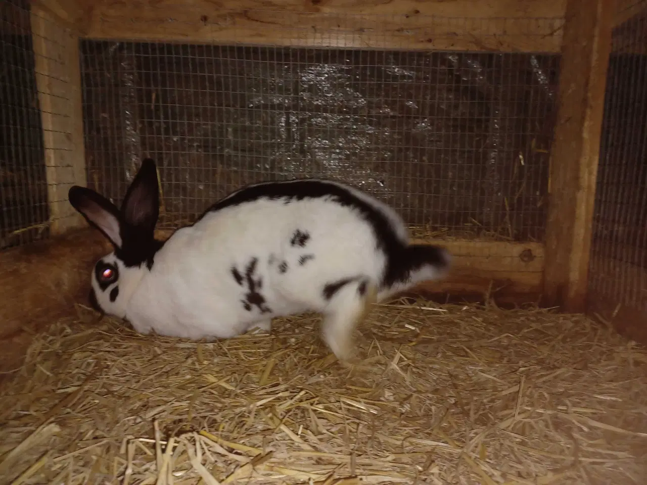 Billede 3 - Tysk kæmpe schecke blandings hun