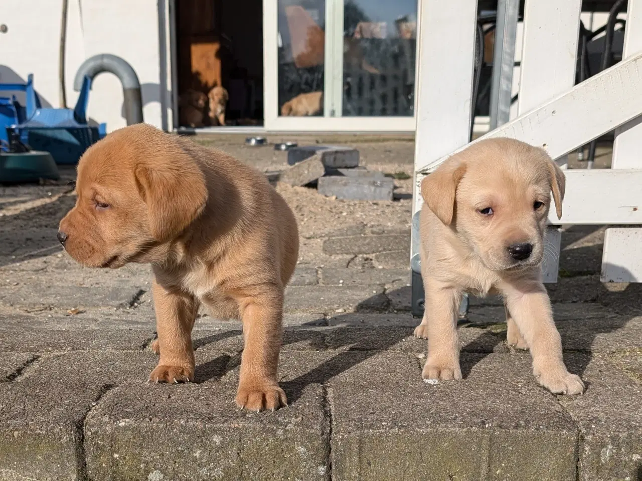 Billede 3 - Lækre Labrador hvalpe