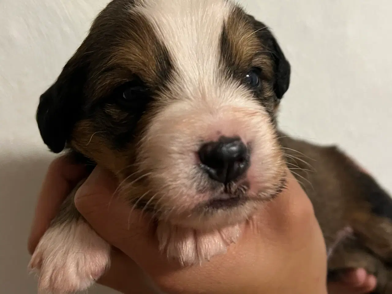 Billede 8 - 🐶 Smukke Mini Berner Sennen hvalpe 🐶 