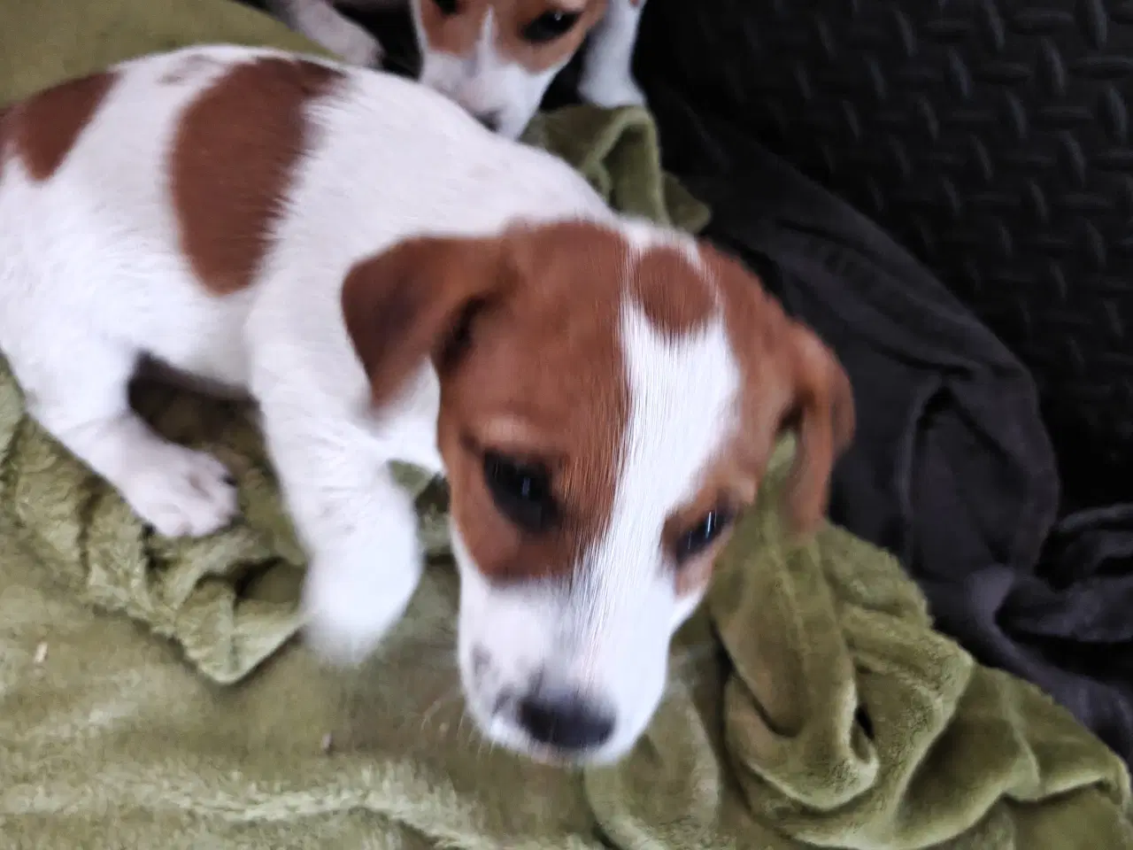 Billede 9 - Lækker Jack Russell Terrier hvalpe
