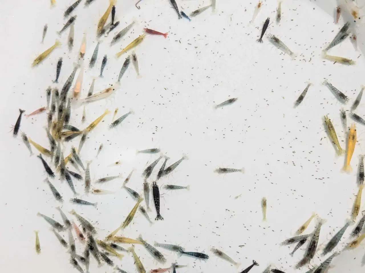 Billede 3 - Neocaridina reje-mix