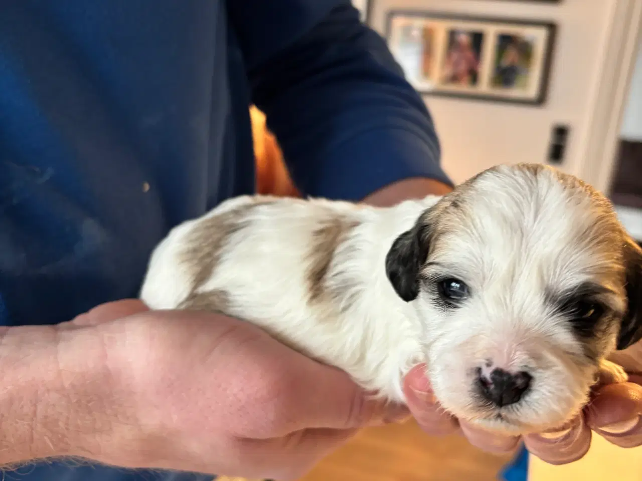 Billede 3 - Lhasa Apso Bichon Frisé hvalpe