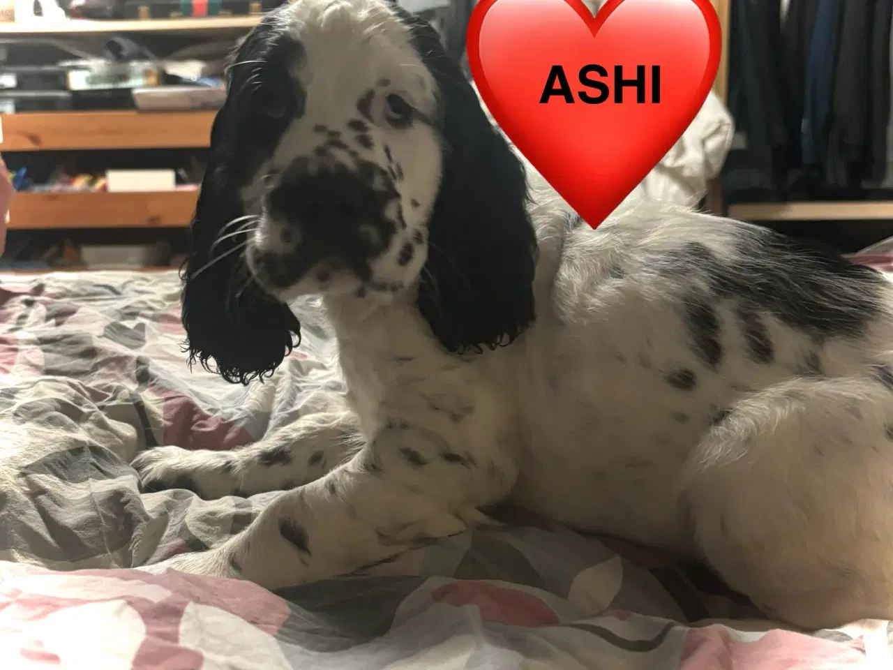 Billede 2 - DKK Stamtavle Standard Engelske Springer Spaniels