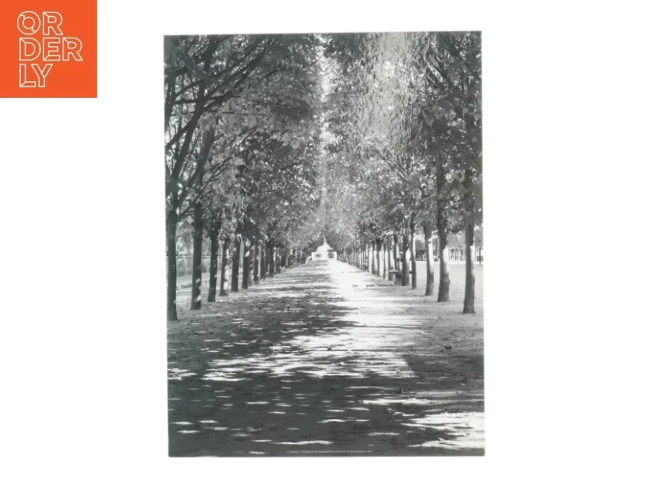 Billede 1 - Sort/hvid billede af en træallé (str. 32. x 24 cm)