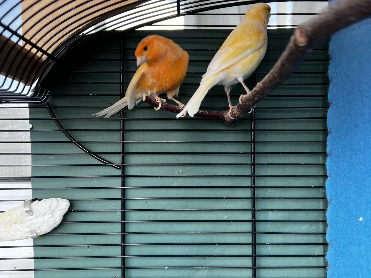 Billede 1 - Et elegant par unge kanariefugle