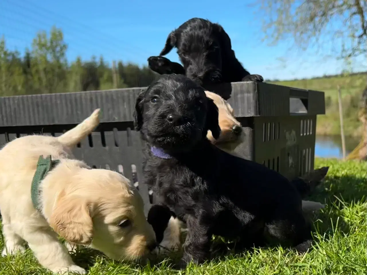 Billede 1 - Cockapoo / Cockerpoo / Doodle