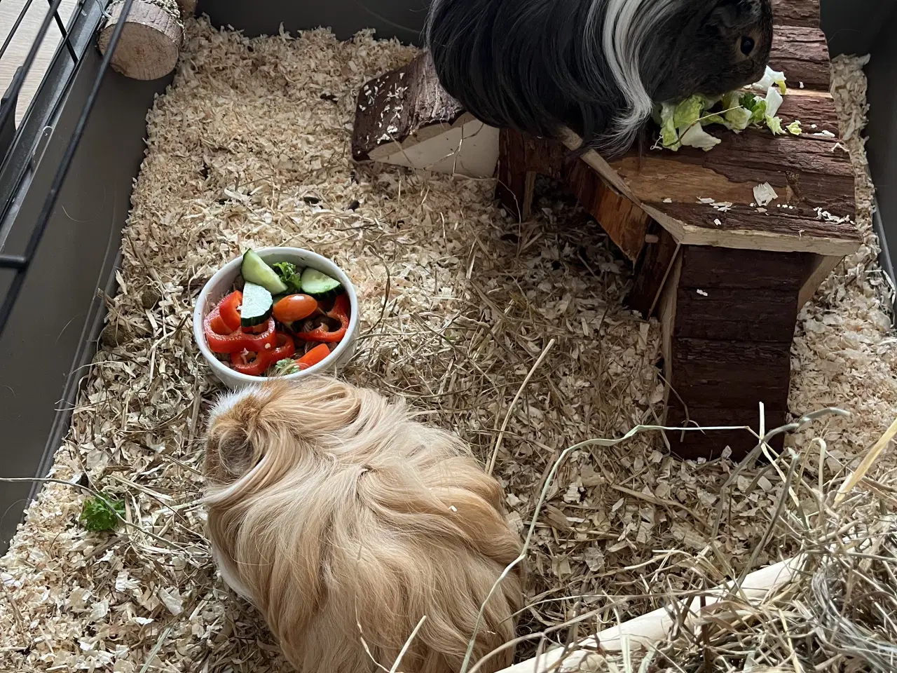 Billede 3 - Søde og håndtamme marsvin sælges 🐹