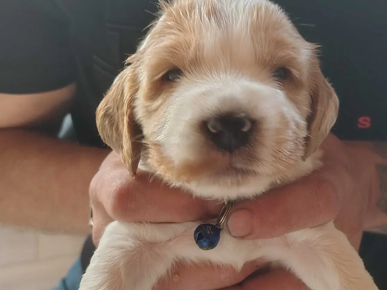 Billede 2 - Cocker Spaniel 