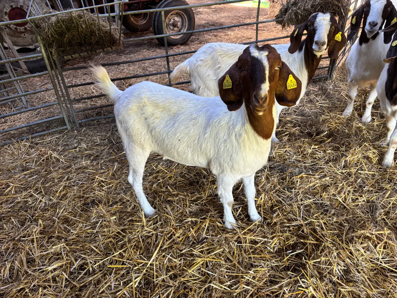 Billede 3 - Boergeder sælges. 2 års drægtig. 