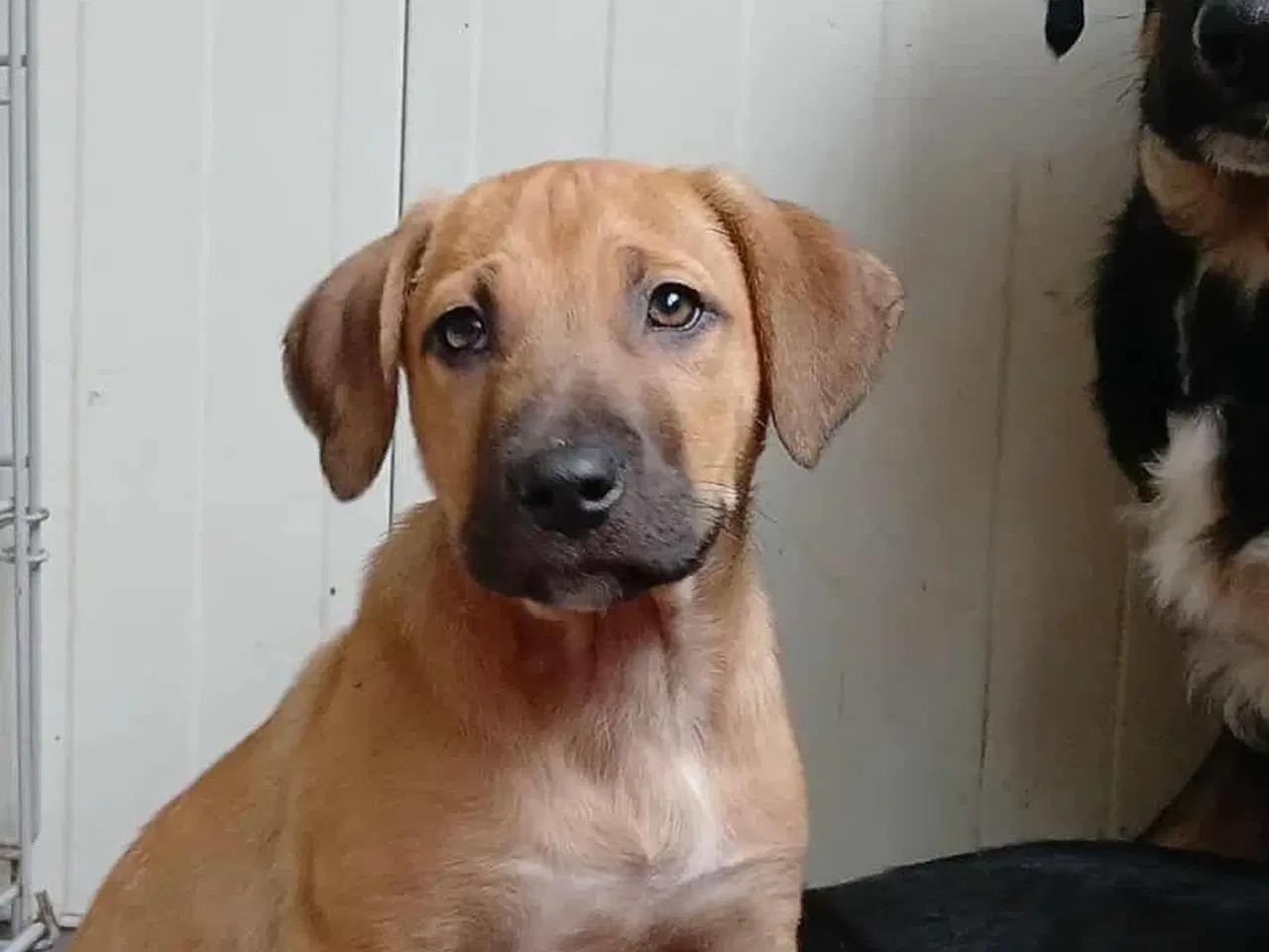 Billede 1 - Lille Odin søger familie