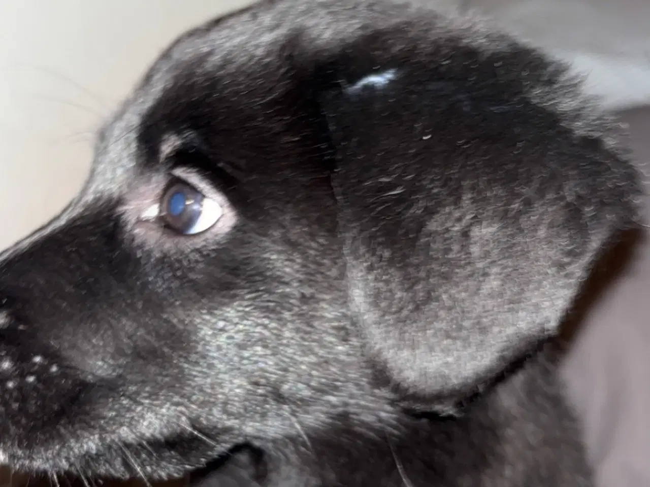 Billede 6 - Hvalp søger nyt hjem🖤